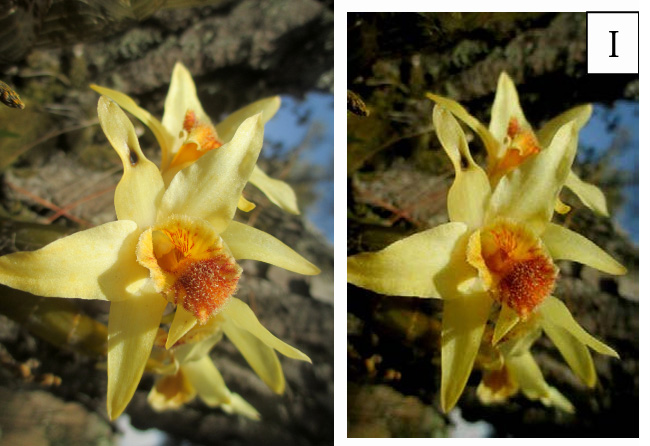 3-Dendrobium.jpg